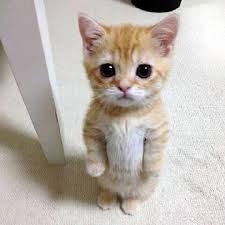 Cute support cat